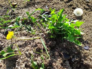 7 novembre Ste Carine  Pissenlit en fleur !!!