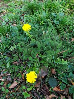 7 novembre Ste Carine  Pissenlit en fleur !!!