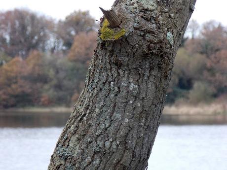 de quel bord sont les arbres?