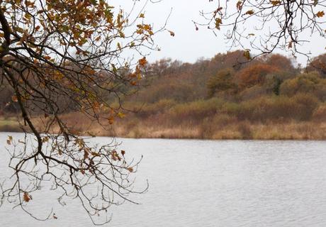 de quel bord sont les arbres?