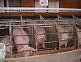 L'élevage industriel animaux source d’explosions épidémiques
