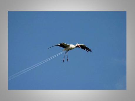 Divers - Angle de vue