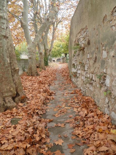 promenade,loisirs,virus,covid 19,village,fleurs,abeilles,feuilles,automne