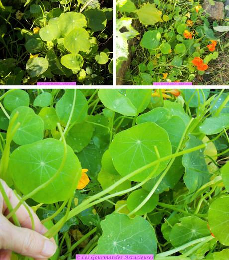 Spaghettis de capucine aux courgettes (Vegan)