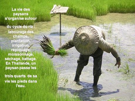 Pays Etranger - Bali et la Thaïlande