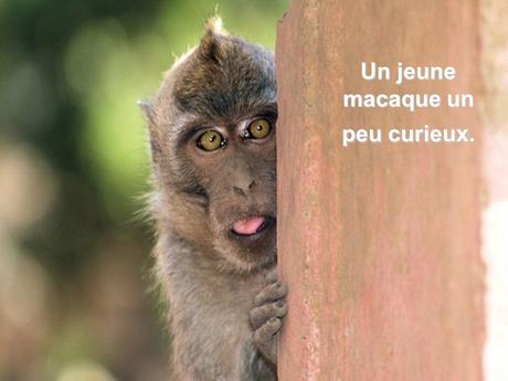 Pays Etranger - Bali et la Thaïlande