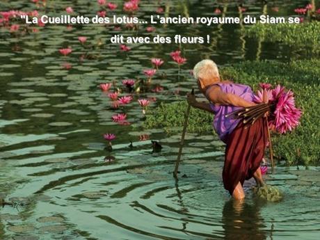 Pays Etranger - Bali et la Thaïlande