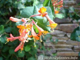 Une plante grimpante: le chèvrefeuille