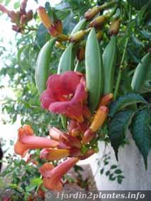 Une plante grimpante aux fleurs d'été: la bignone