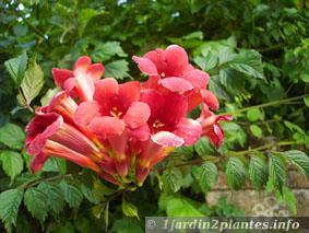 Une plante grimpante aux fleurs d'été: la bignone
