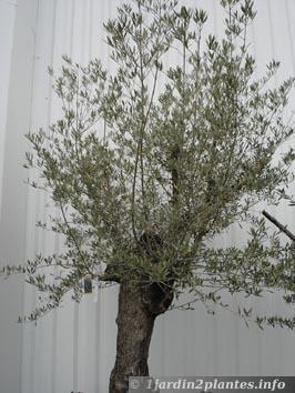 Un arbre à fruits: l' olivier.