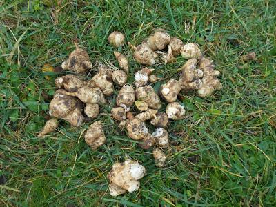 Première récolte d'héliantis de l'année Première récolte d'héliantis de l'année