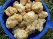 Première récolte d'héliantis l'année