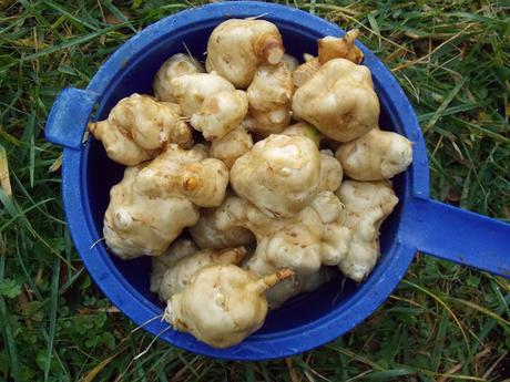 Première récolte d'héliantis de l'année