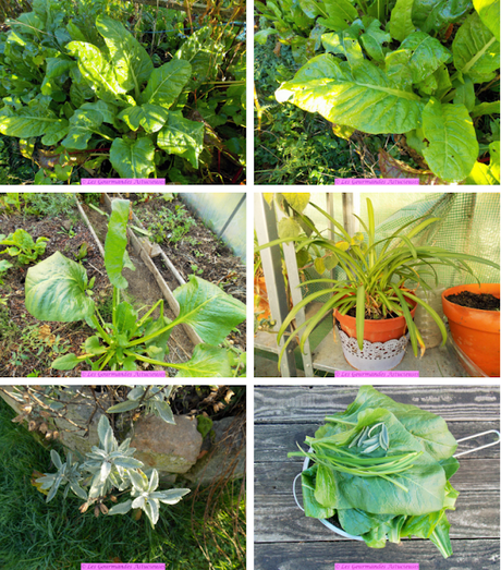 Blettes farcies aux boulettes de riz (Vegan) Blettes farcies aux boulettes de riz (Vegan)