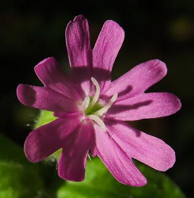Silène dioïque (Silene dioica) Silène dioïque (Silene dioica)