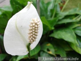 Une plante d'intérieur à fleurs blanches: le spathiphyllum
