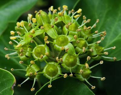 Lierre (Hedera helix) Lierre (Hedera helix)