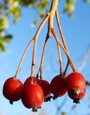 Alisier blanc (Sorbus aria) Alisier blanc (Sorbus aria)