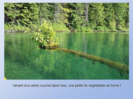 Divers - De belles photos d'Arbres