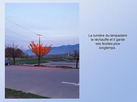 Divers - De belles photos d'Arbres