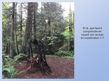 Divers - De belles photos d'Arbres