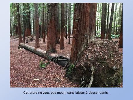 Divers - De belles photos d'Arbres