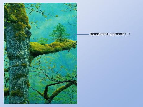 Divers - De belles photos d'Arbres