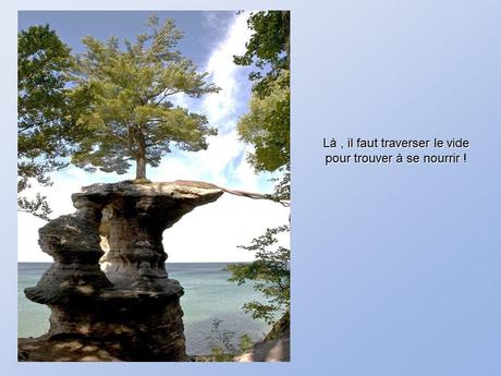 Divers - De belles photos d'Arbres