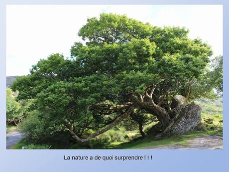 Divers - De belles photos d'Arbres