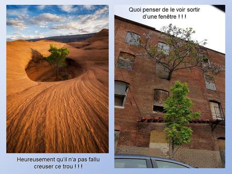 Divers - De belles photos d'Arbres