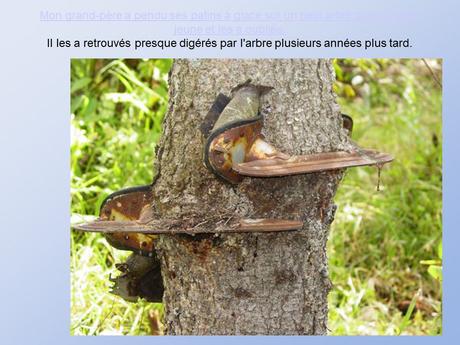 Divers - De belles photos d'Arbres