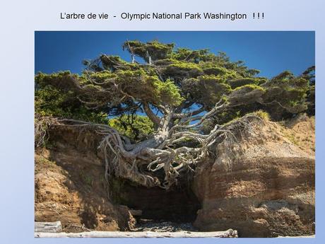 Divers - De belles photos d'Arbres