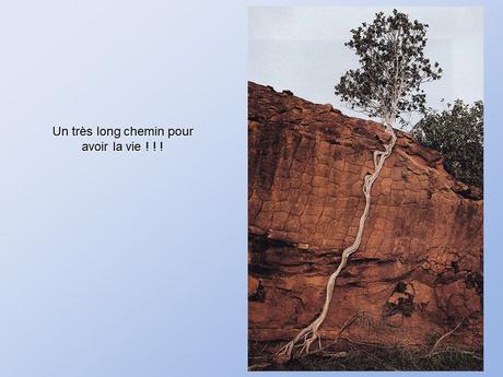 Divers - De belles photos d'Arbres