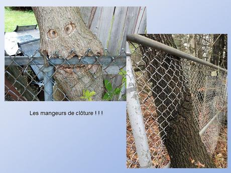 Divers - De belles photos d'Arbres