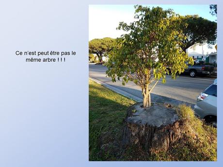 Divers - De belles photos d'Arbres