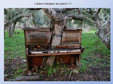 Divers - De belles photos d'Arbres