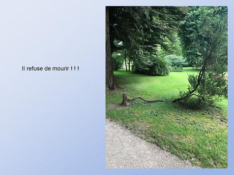 Divers - De belles photos d'Arbres