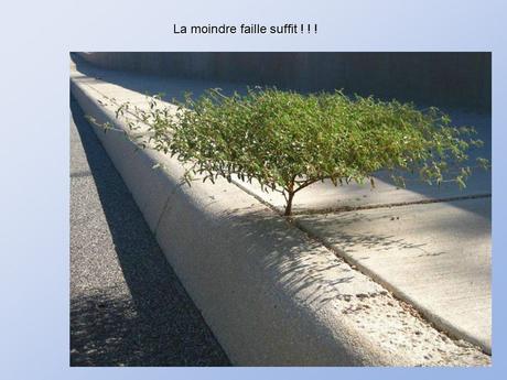 Divers - De belles photos d'Arbres