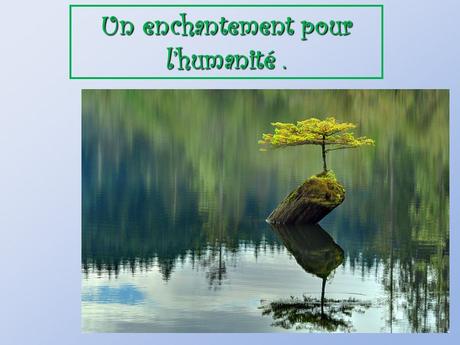 Divers - De belles photos d'Arbres