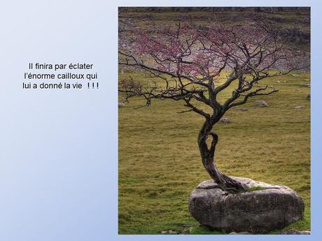 Divers - De belles photos d'Arbres