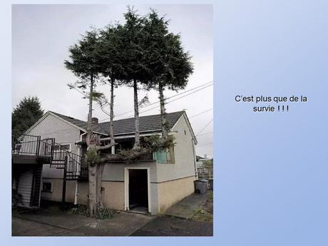 Divers - De belles photos d'Arbres