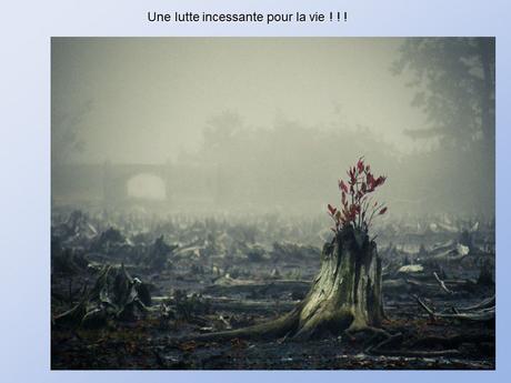 Divers - De belles photos d'Arbres