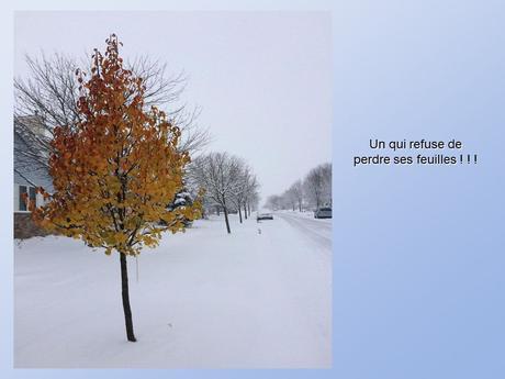 Divers - De belles photos d'Arbres