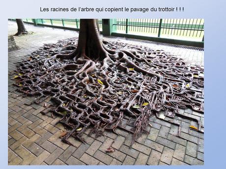 Divers - De belles photos d'Arbres