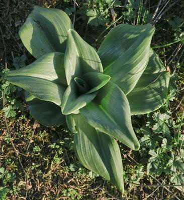 Orchis bouc (Himantoglossum hircinum)