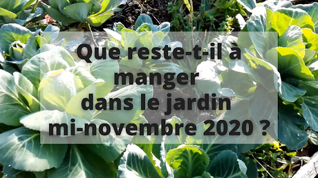 Que reste-il à manger au jardin mi-novembre 2020 ? (vidéo)