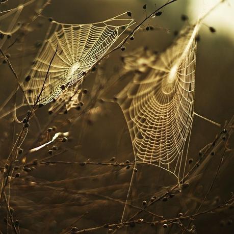 Toile D'Araignée, Web, Coucher De Soleil, Insectes