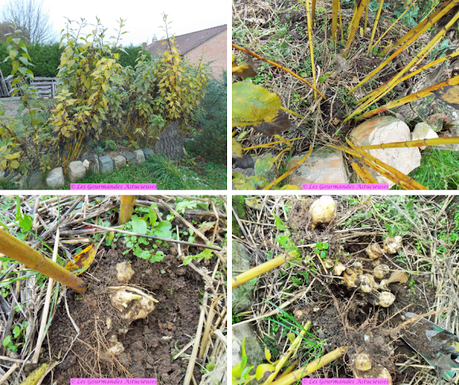 Salade de pâtes aux topinambours (Vegan) Salade de pâtes aux topinambours (Vegan)