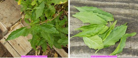 Salade de pâtes aux topinambours (Vegan) Salade de pâtes aux topinambours (Vegan)